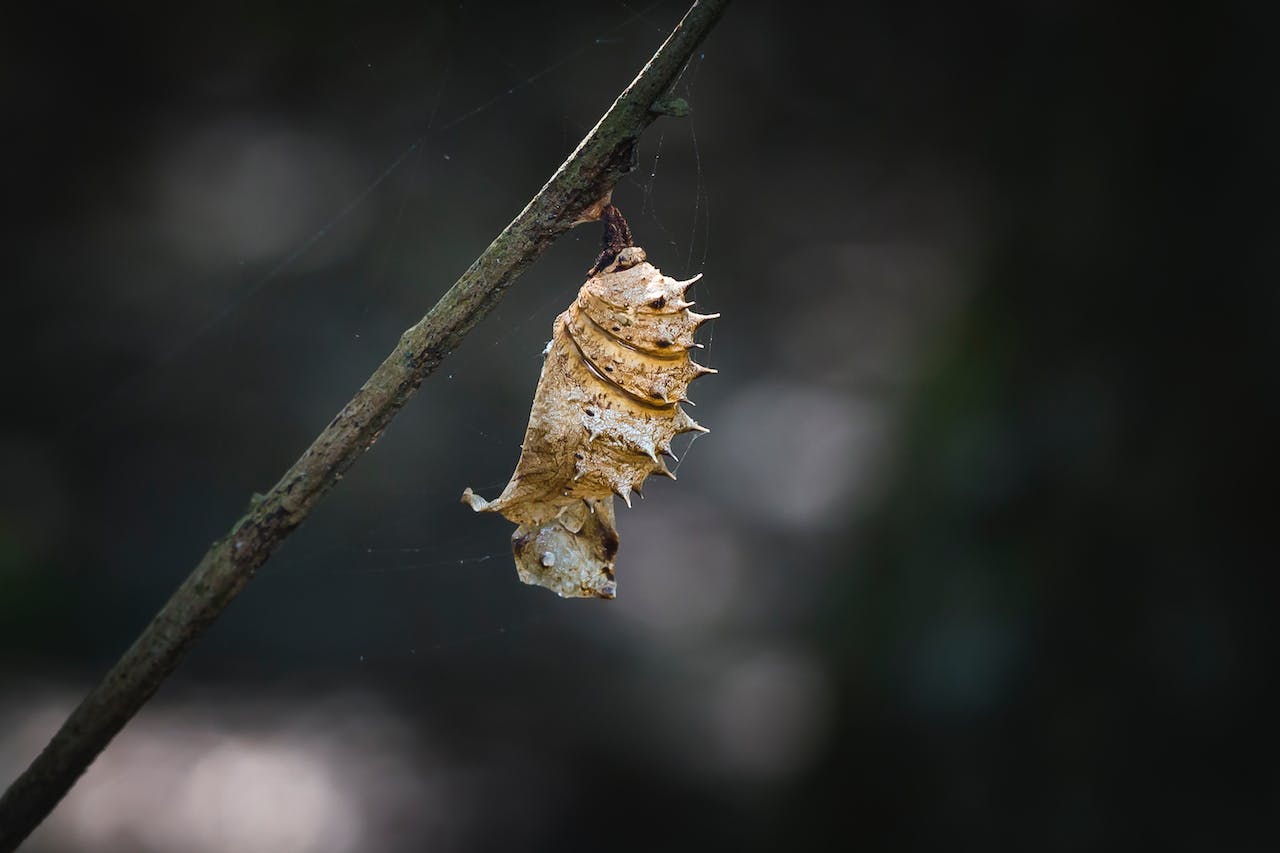 La oruga (etapa juvenil de la mariposa) es considerada una larva. Fotografía por Quang Nguyen Vinh.