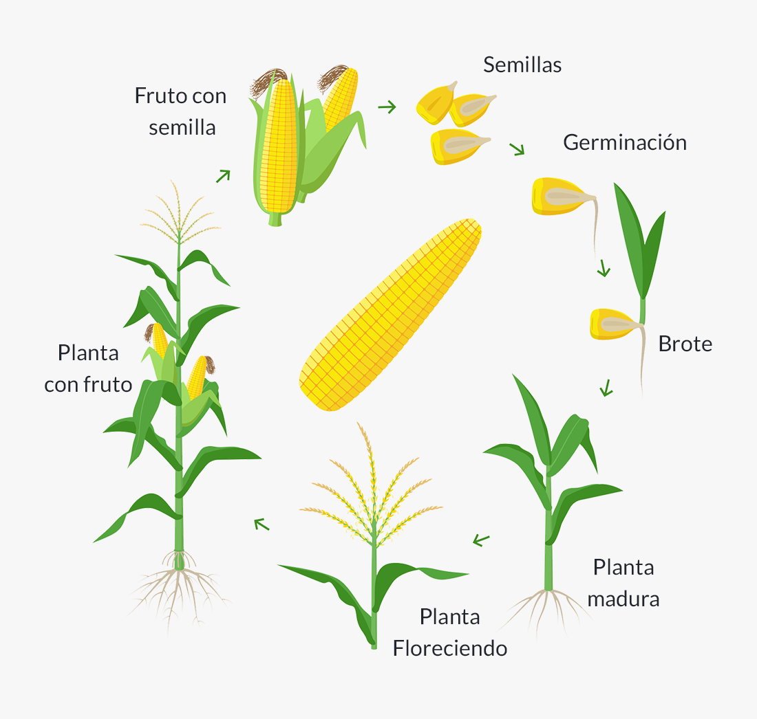 Elementos del ciclo de vida de una planta de maíz.
